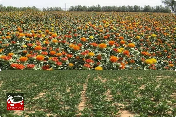 کشت ۳۰ هکتار دانه روغنی گلرنگ در اراضی کشاورزی زاهدان