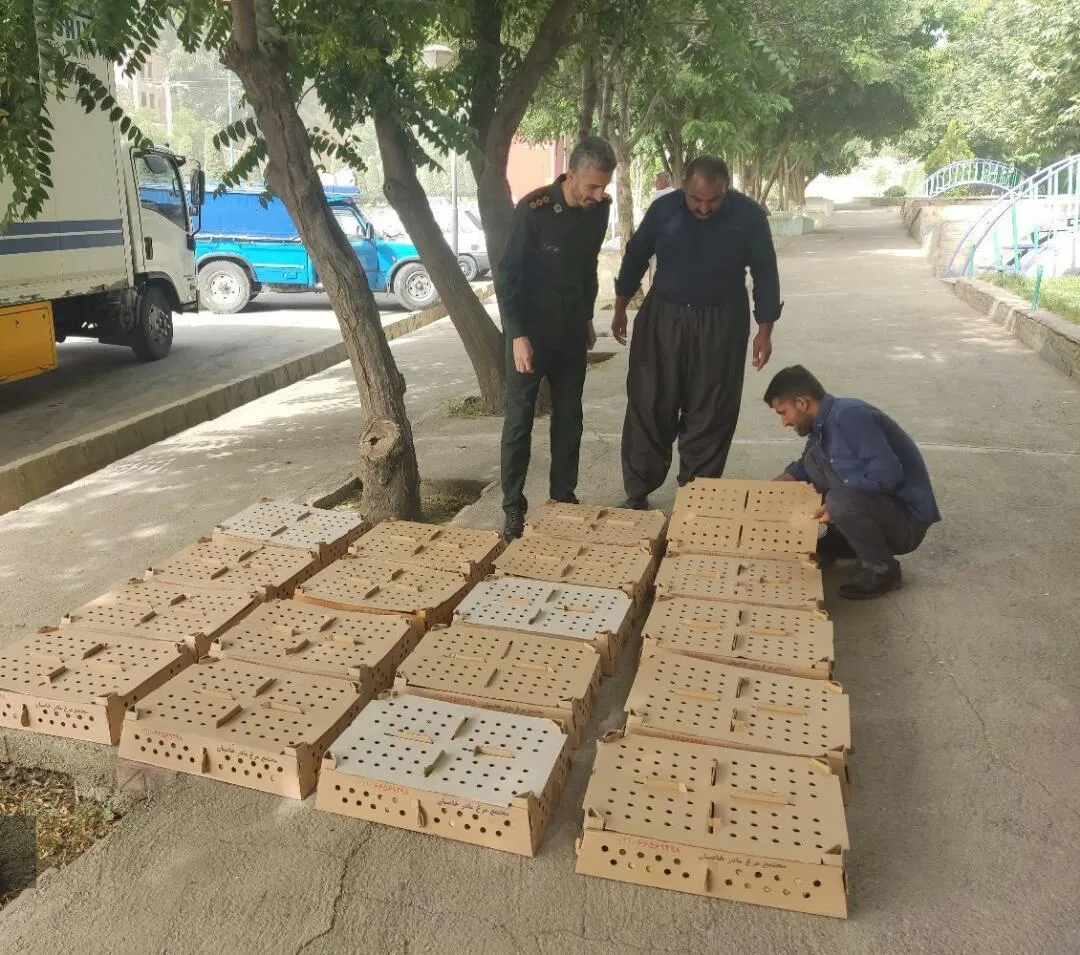 توزیع بیش از ۴۰ هزار جوجه رایگان در مناطق کم برخوردار سردشت
