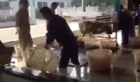 فیلم مستند بسیج از حوضچه های تزریق گاز co به ماهی های وارداتی در چین