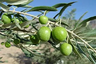 رطوبت عامل تشدید کننده آفت در زیتون/ باغداری صنعتی راهکار کنترل آفات زیتون است
