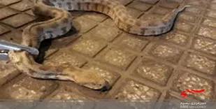 ورود یک حلقه مار افعی به منطقه مسکونی در خرم&zwnj;آباد