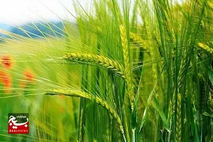 سطح زیرکشت قراردادی گندم در سیستان وبلوچستان از مرز ۲۱ هزار هکتار گذشت