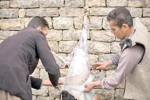 هشدار دامپزشکی به افزایش کشتار غیرمجاز دام در کردستان