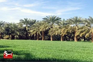 دلگان رتبه نخست کشت قراردادی گندم را کسب کرد
