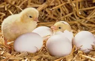 ظرفیت جوجه&zwnj;ریزی ماهیانه در آذربایجان شرقی  به 7 میلیون قطعه رسید