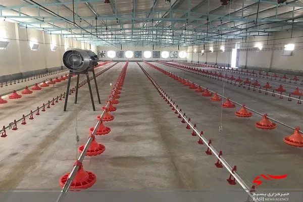 گام بلند نیکشهر برای خودکفایی در تولید گوشت مرغ