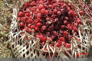 خرید توافقی چای ترش کشاورزان سیستان و بلوچستان انجام می&zwnj;شود