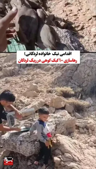 رها سازی ۱۰ کبک کوهی در دهستان ریگ