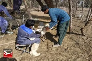 ارائه ۲۲۷ هزار خدمت دامپزشکی در سیستان و بلوچستان
