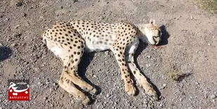 یوزپلنگ قربانی در جاده میامی &laquo;نر&raquo; و ۲ ساله بود