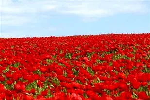 چادر سرخ برسر دشت شقایق شهرستان ملارد
