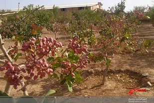 بیش&zwnj;از ۱۲ هزار تن پسته در سیستان و بلوچستان برداشت شد