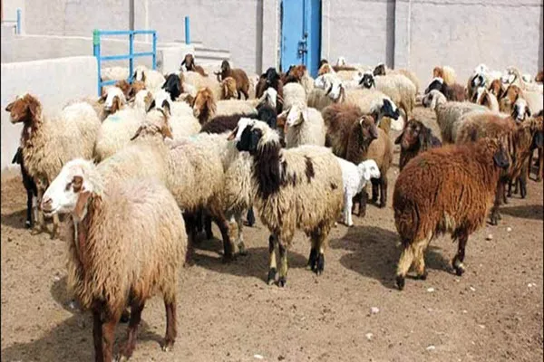 احیای واحدهای راکد دامداری در استان همدان