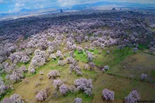 ۲۰ میلیارد تومان برای احیا باغستان های سنتی قزوین هزینه شده است