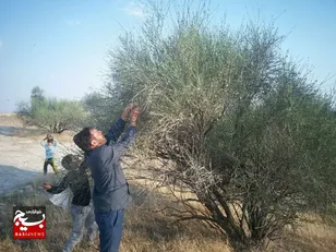 بادام کوهی، گنجی در دل روستای نقاب خلیل‌آباد