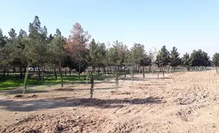 اراضی ۴۰ هکتاری جنگلکاری به شهرداری کهریزک واگذار می شود