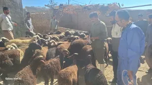 واکسیناسیون ۱۶۵۰ رأس دام و سم‌پاشی رایگان در روستای محروم «کوشکی علیا» بروجرد