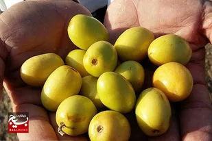 برداشت میوه گرمسیری کُنار در سیستان و بلوچستان آغاز شد