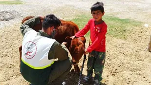 واکسیناسیون دام و طیور  توسط بسیج دانشجویی در چغاخور