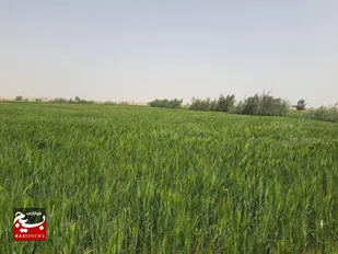 ۵۵۰۰ هکتار از اراضی هیرمند به زیر کشت محصولات زراعی میرود
