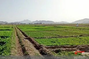 کشاورزان خاش کشت پاییزه محصولات کشاورزی را آغاز کردند