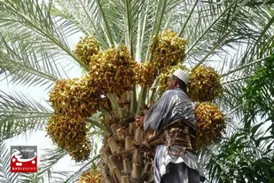 آغاز برداشت خرما در سیستان و بلوچستان