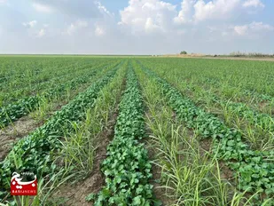 تشکیل قرارگاه&zwnj;های شهرستانی برای حق آب کشت پاییزه در خوزستان