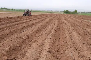 کشت پاییزه در خرمشهر آغاز شد