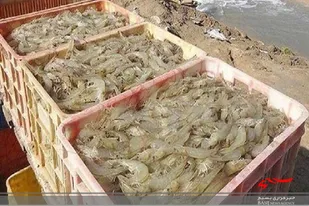 دستیابی به افزایش ۶۲ درصدی تولید و بهره&zwnj;وری در مزارع پرورش میگوی جنوب استان سیستان و بلوچستان