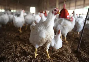 تبدیل پیه مرغ به گازوئیل با کمک فنّاوری نانو!