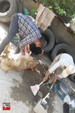 خدمت جهادی این بار از نوع ذبح گوسفند قربانی توسط گروه&zwnj;های جهادی شهرستان ارسنجان