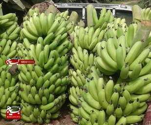 سالیانه بیش از ۱۸ هزارتن موز در چابهار تولید می شود