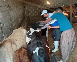 واکسیناسیون رایگان بیش از ۳۳۰۰ رأس دام در مناطق محروم کوهدشت