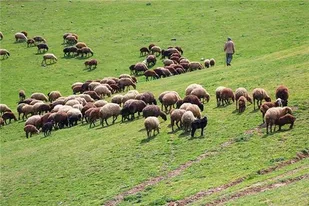 احاله طرح های مرتع داری در زنجان کلید خورد