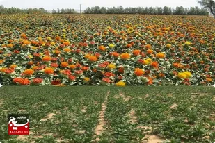 کشت ۳۰ هکتار دانه روغنی گلرنگ در اراضی کشاورزی زاهدان