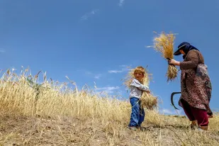 خرید گندم در گلستان از مرز ۷۴۴ هزار تن عبور کرد