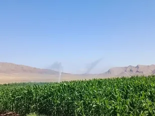برداشت بیش از ۲۸۰۰ تن ذرت علوفه ای در شهرستان جلفا