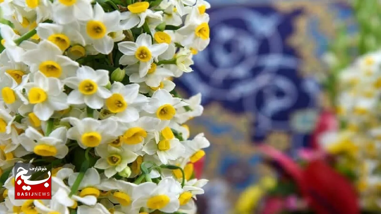 اهدای ۸ هزار شاخه گل نرگس بهبهان به حرم مطهر رضوی