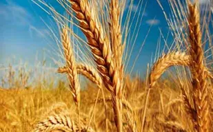 افزایش ۱۷ درصدی میزان خرید گندم در آذربایجان&zwnj;شرقی