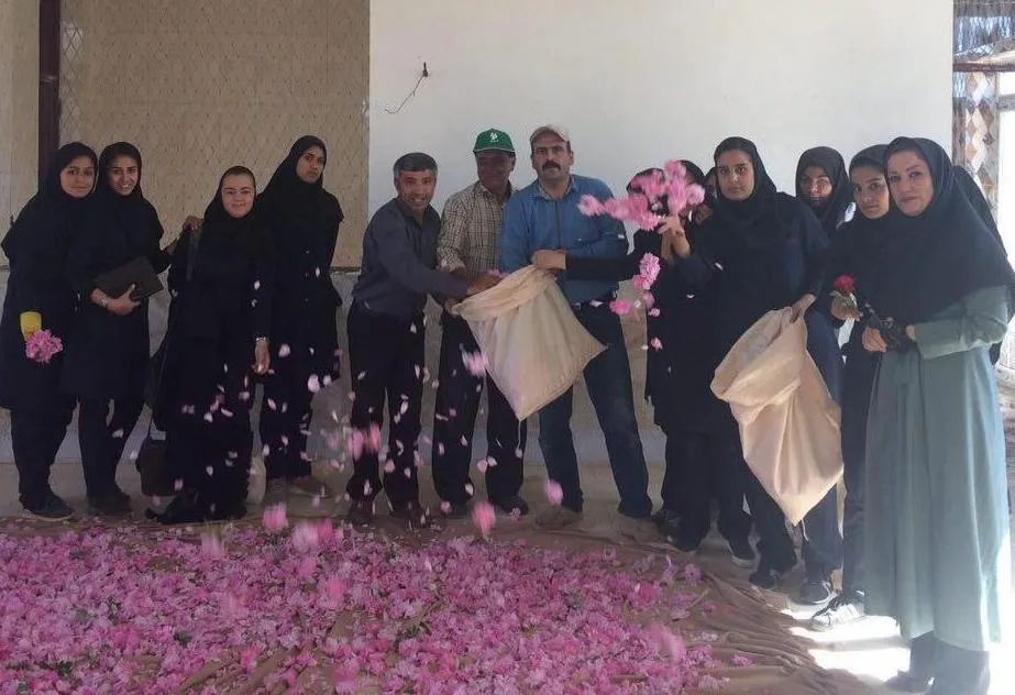 شروع برداشت گل محمدی از باغات مرکز تحقیقات و آموزش کشاورزی و منابع طبیعی استان در شاهرود