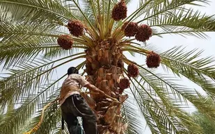 قیمت خرما باید به سود کشاورزان باشد / لزوم حمایت از نخلداران