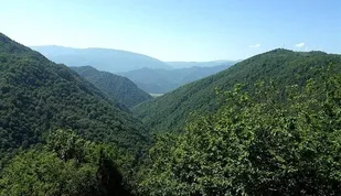 جنگل گلستان مکانی با تنوع گونه های مختلف گیاهی و جانوری