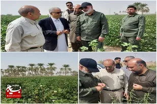 کاهش ۵۰۰ هکتاری سطح زیر کشت محصولات آب بر در ایرانشهر