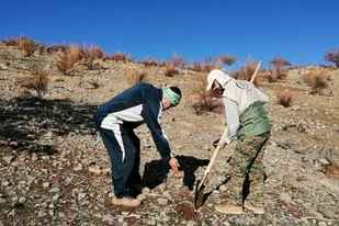 مناطق جنگلی سوخته بناب، احیا وبذرکاری می&zwnj;شود