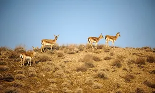 تجهیز ۲۰ هزار هکتار از زیستگاه کولگ مهران به پایش تصویری