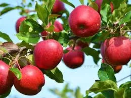 همدلی بسیجیان با کار در باغ‌های سیب مراغه
