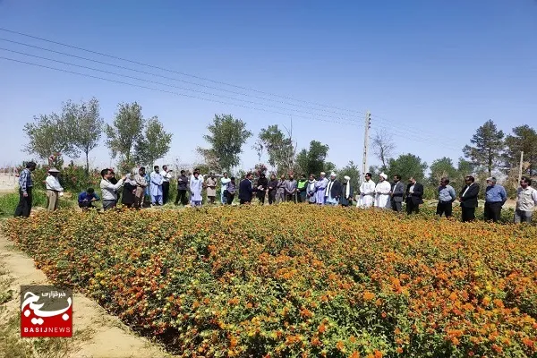 اجرای ۱۲ کارگاه جهاد میدانی محققان برای جهش تولید با مشارکت مردمی در سیستان وبلوچستان