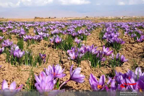 اشتغالزایی ۹هزار نفری کشت زعفران در آذربایجان‌غربی