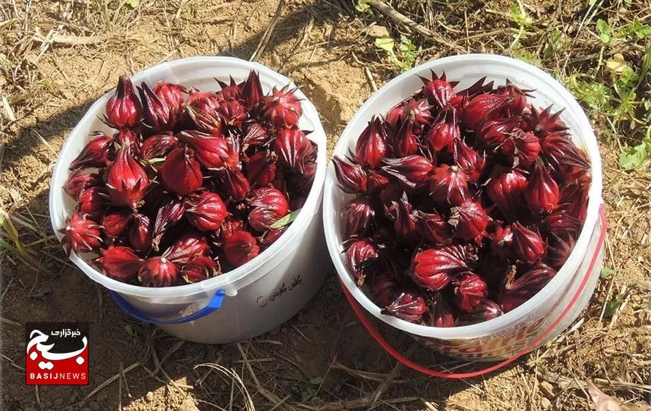 چای ترش یکی از کشت‌های جایگزین در شهرستان کارون