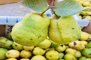برداشت گواوا در جنوب سیستان و بلوچستان آغاز شد